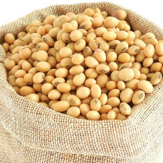 Organik Benih Tauge Kacang Hijau Kacang Soya Kacang Soya Hitam Kacang Merah Azuki Beansprout Shopee Malaysia