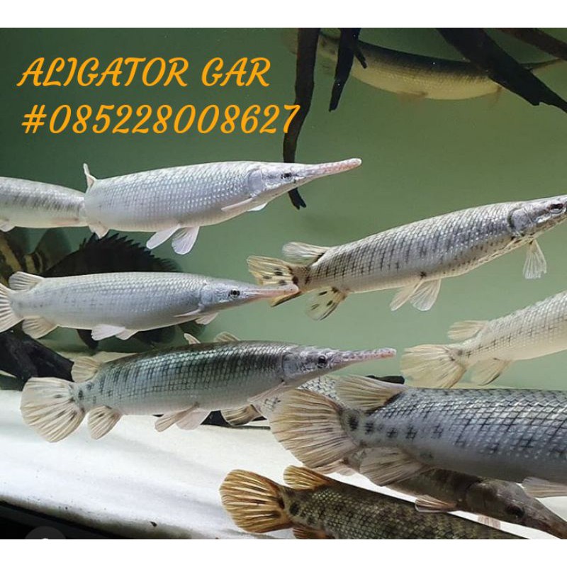 Aligator Gar Predator Galak Fish Shopee Malaysia