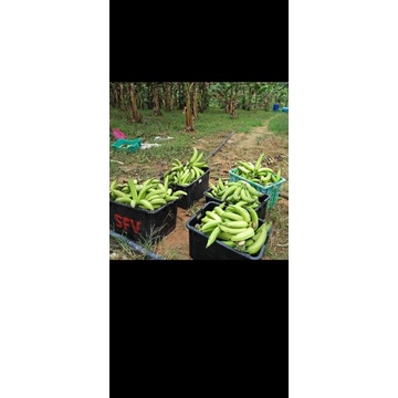 Pisang Tanduk
