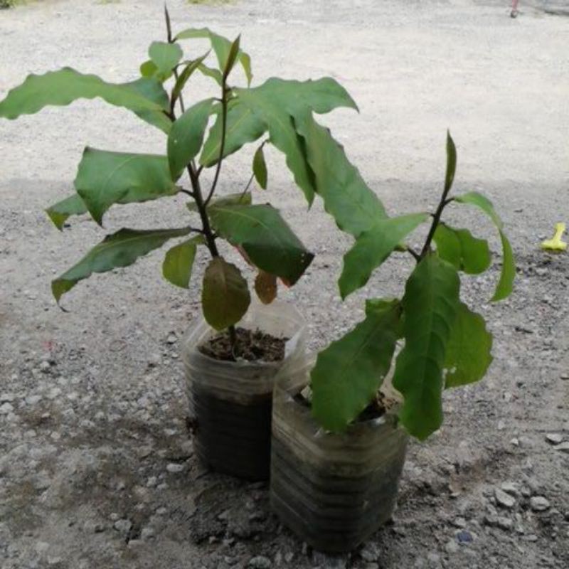 Buy Anak Pokok Ketapang 1 Seetracker Malaysia