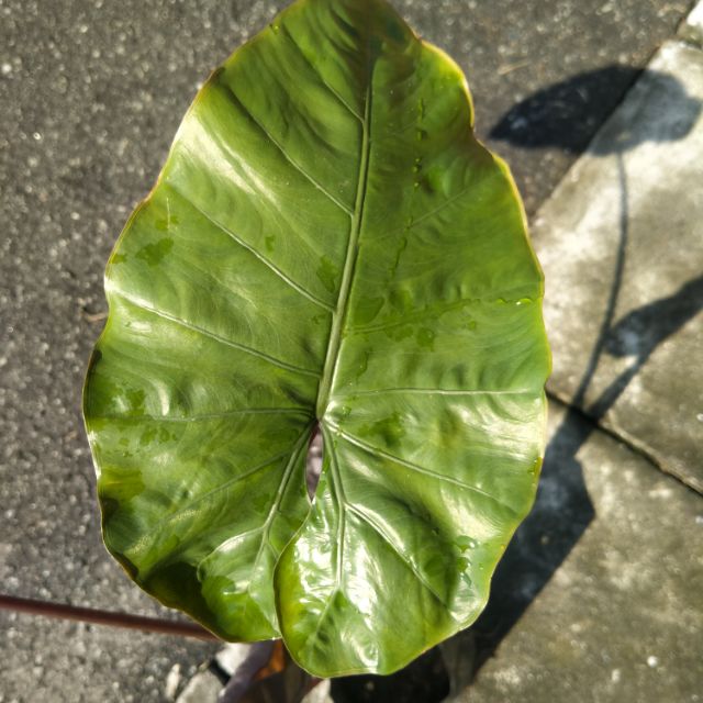 Alocasia Plumbea Nigra Pokok Keladi Hitam Anak Pokok Shopee Malaysia