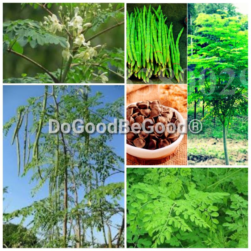 5/10 pcs Moringa Plant Seeds/Biji Benih Pokok Kelor  Shopee Malaysia