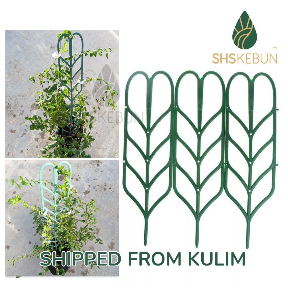 3 pcs Flower Climbing Trellis Stand Frame Alat Memanjat Dahan Pokok SHS ...
