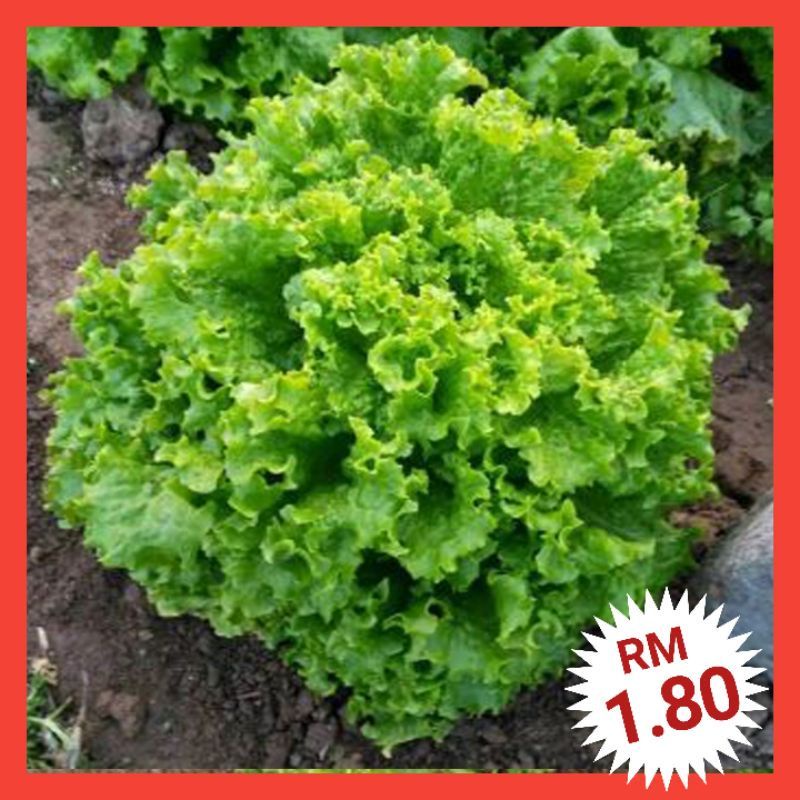 Lettuce Seeds (300+/-) Biji Benih Salad / Green Coral Lettuce Seeds 绿大速生菜种子 / Benih sayur / Vegetable seeds / 蔬菜种子 [L5]