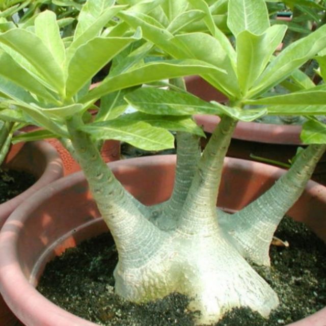 Adenium Arabicum Brazilian Seeds阿拉伯品种的富贵花种子 Shopee Malaysia