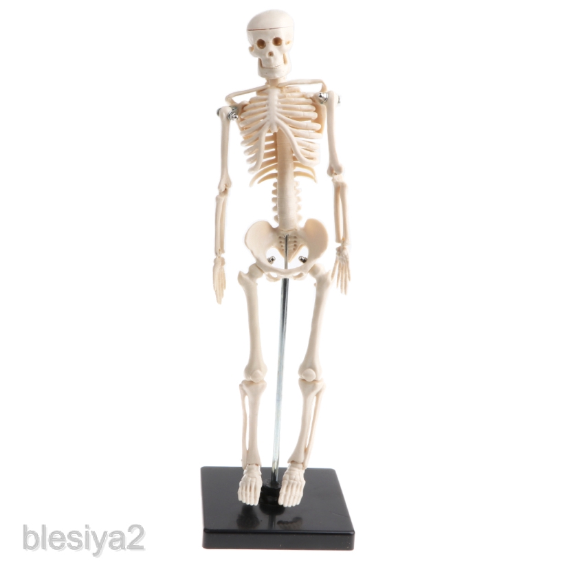 [blesiyaedMY] Mini Size 42cm Human Body Skeleton Model Educational Learning Lab Supplies