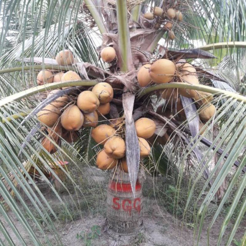 Kelapa Sgg Shopee Malaysia