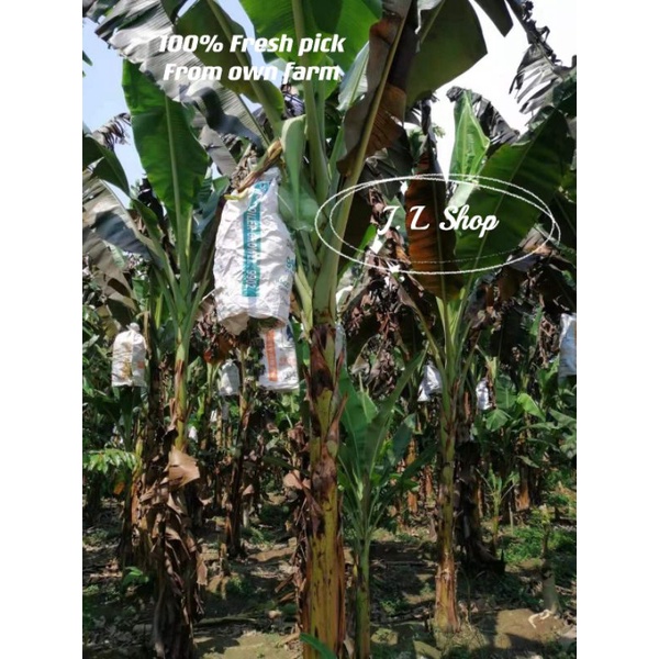 Buy Fresh Pisang Berangan Banana Berangan Gred A 1kg 100 Fresh Pick Seetracker Malaysia