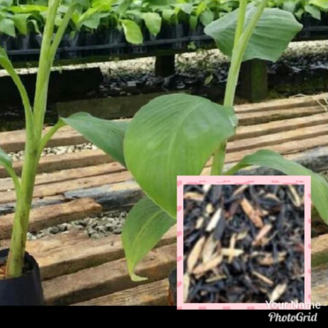 Anak pokok pisang emas Shopee Malaysia Anak pokok pisang emas Shopee Malaysia