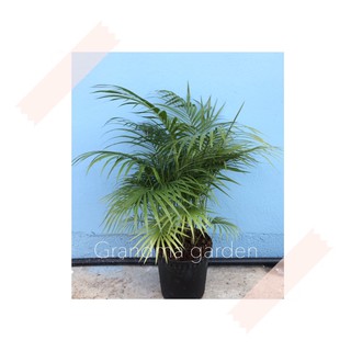 (GG real plant) Jawa palm ^ 2ft tall pokok hidup hiasan rumah live ...