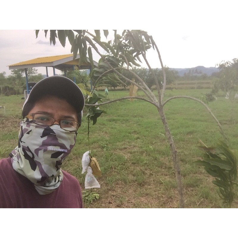 Anak Pokok Mangga Harum Manis Harumanis Perlis Shopee Malaysia