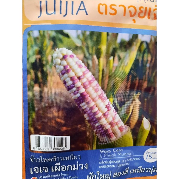 Benih jagung waxy corn jj (50seed)  Shopee Malaysia