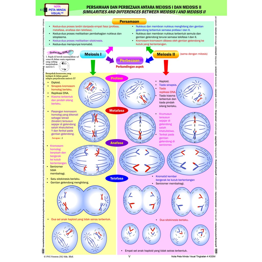 malaypicks Nota Biologi Tingkatan 4 Bab 4 Peta Minda