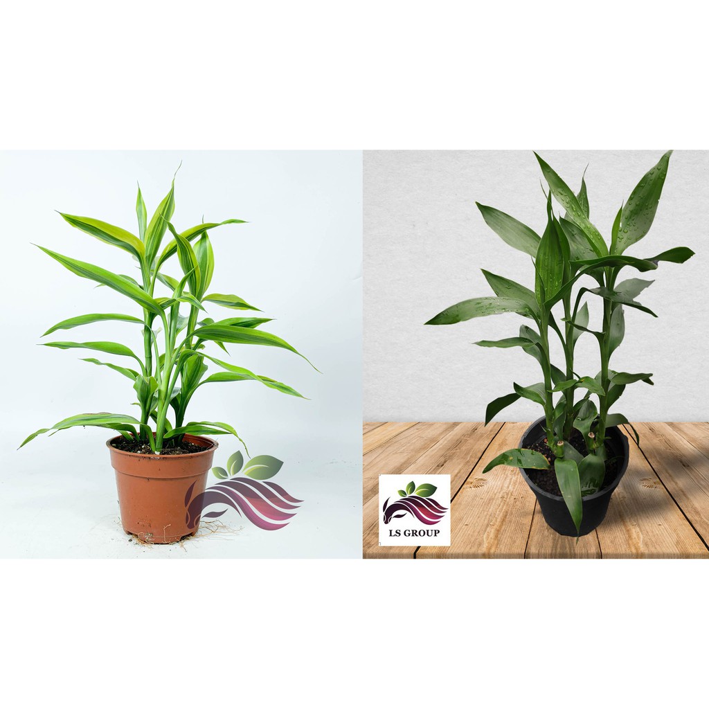 Indoor Plant Lucky Bamboo Lucky Bamboo Variegated 转运竹 Dragon Head 观音竹 富贵竹 By Ls Group Shopee Malaysia
