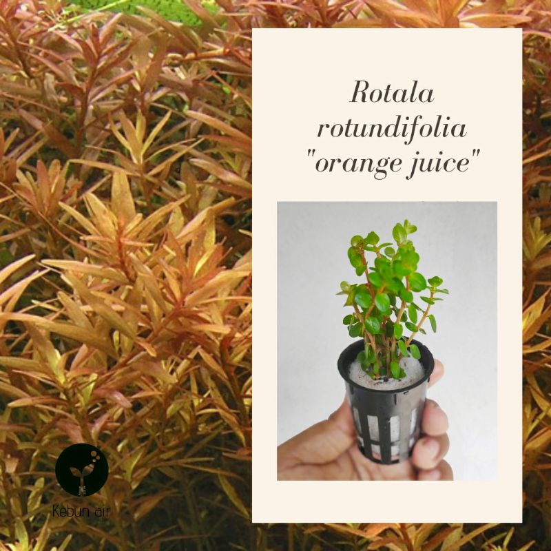 (WHOLESALE)Aquarium plants Aquatic plants Rotala sp Orange juice