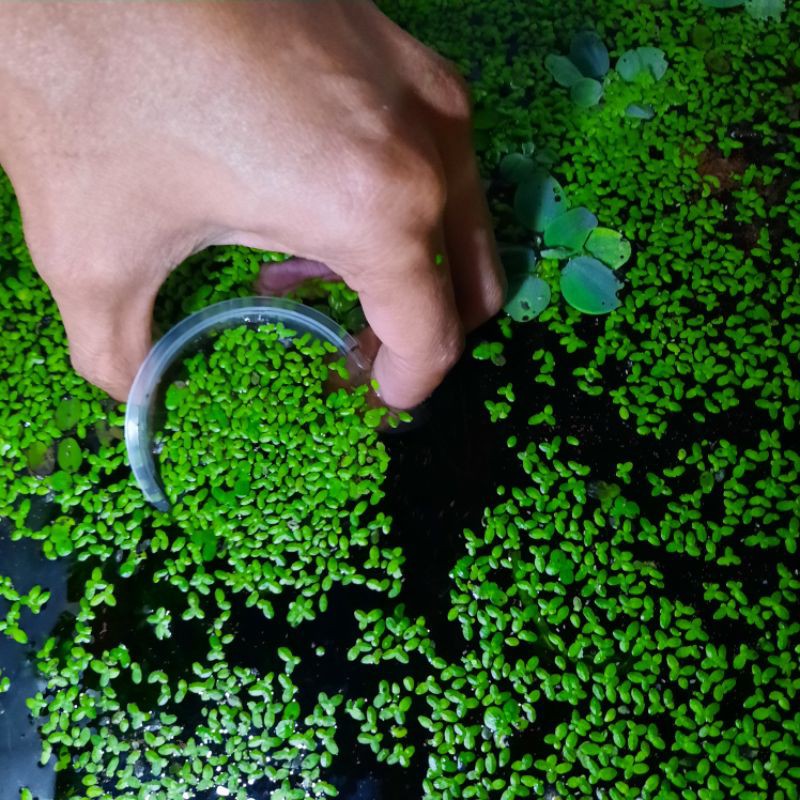 MINI DUCKWEED Floating Aquatic Plants Shopee Malaysia