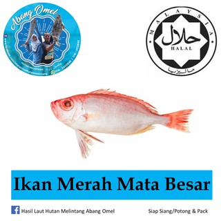 Ikan Merah Mata Besar 0 5 Kg Pack Shopee Malaysia