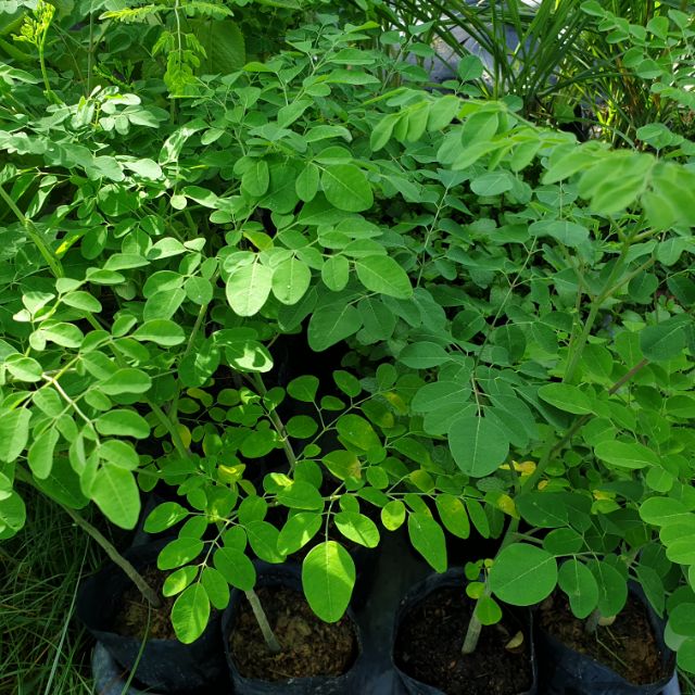 POKOK KELOR @ MORINGA (ANAK POKOK STABIL TINGGI u003eu003c 1.5-2 KAKI 