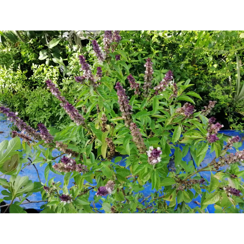 25 Pcs Seeds Selasih Thai Basil Biji Benih Pokok Selasih 25 Pcs Seeds Pokok Selasih Biji Selasih Shopee Malaysia