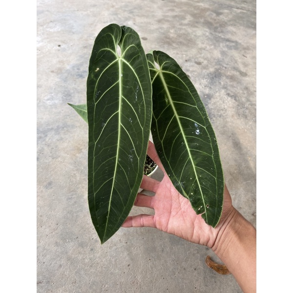 Anthurium Warocqueanum Dark Form Size Small By Ship DHL Express Www 