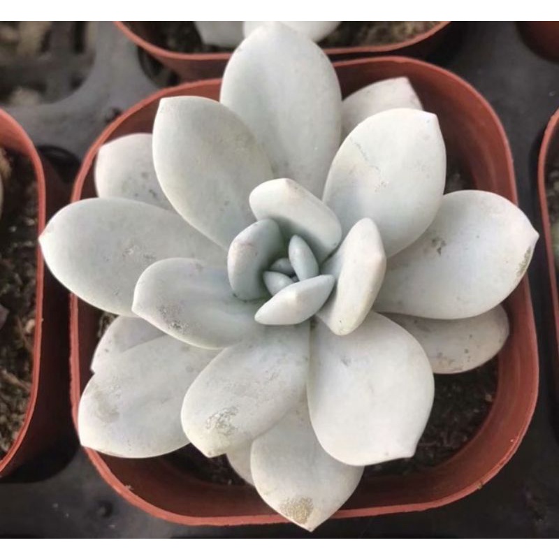 多肉植物雪莲 Echeveria Laui 为景天科 Shopee Malaysia