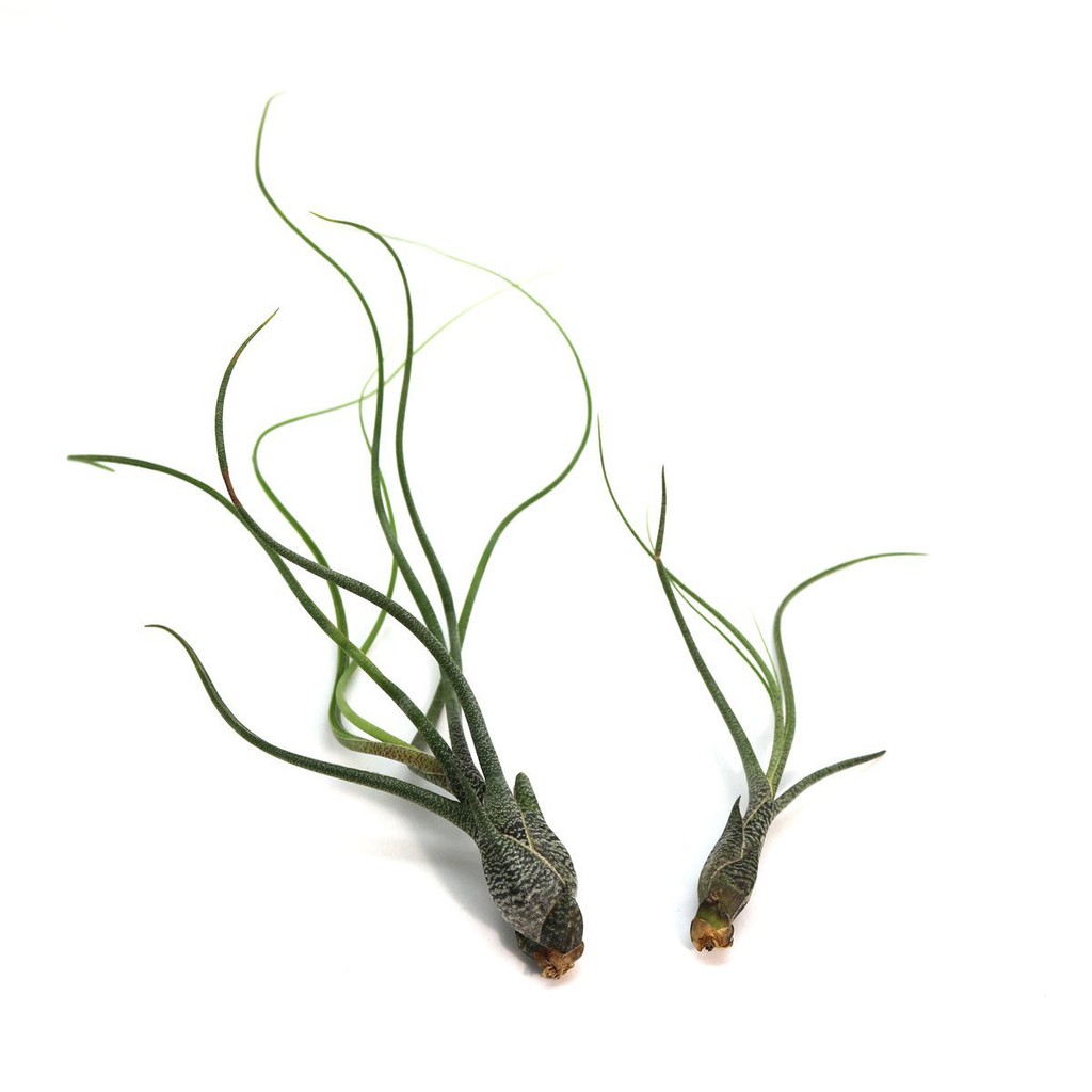 Tillandsia Butzii Air Plant Use In Terrarium Displays Indoor