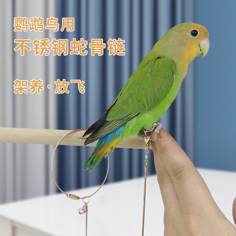 Essential Versatile Stainless Steel Parrot Foot Ring Tiger Skin Peony Xuanfeng Stand Bird Chain Use Anklet Flying Rop... - Image 2