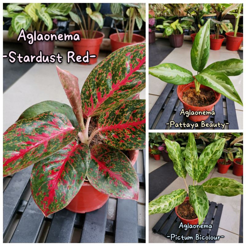 Aglaonema Chinese Evergreen Live Indoor Plant Collection C Shopee Malaysia