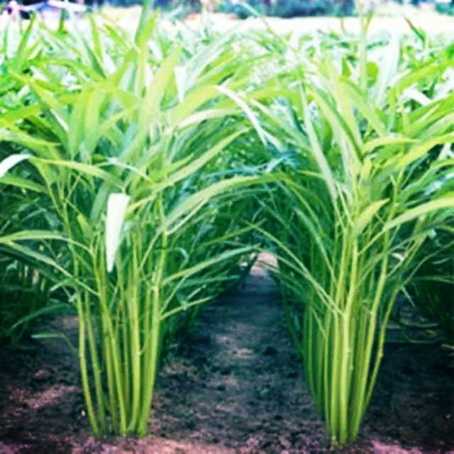 350-400 Biji Benih Kangkung daun lebar 15gram sangat banyak