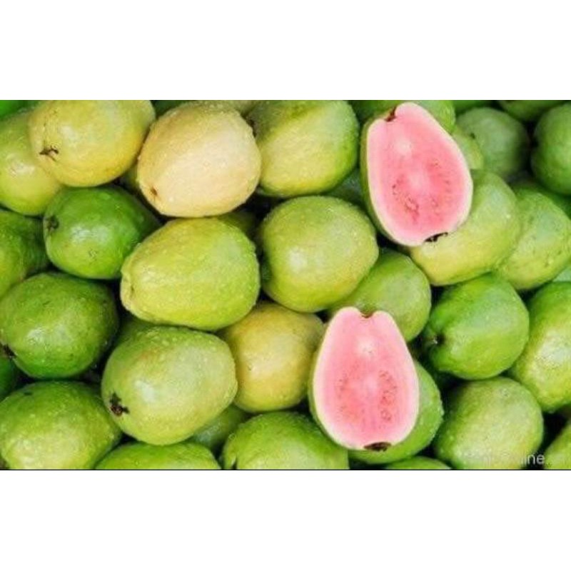  POKOK JAMBU BATU  PINK Shopee Malaysia