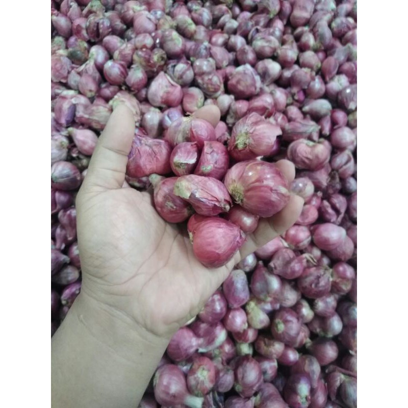 Hot Seller Bawang Merah Siam Bawang Merah Kecil