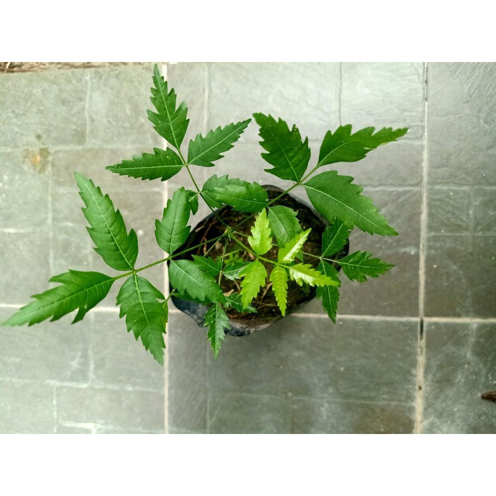 வ ப பமரம Pokok Semambu Hidup Neem Live Plant Bonsai With Pot Without Pot Veppillai Maram Ready Stock Shopee Malaysia