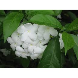 Crepe Jasmine Pinwheel Flower Pokok Bunga Susun Kelapa Anak Pokok Shopee Malaysia