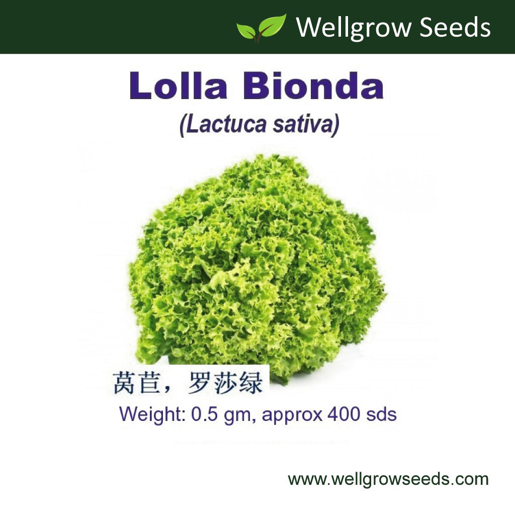 Lettuce Lolla Bionda Seeds (0.5 gm, ≈400sds) 莴苣，罗莎绿 Biji Benih Salad Lettuce Selada Vegetable Seeds Wellgrow Seeds