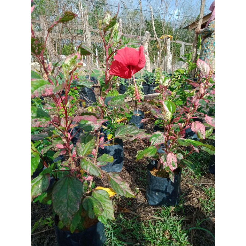 Bunga Raya Daun Batik Merah Shopee Malaysia