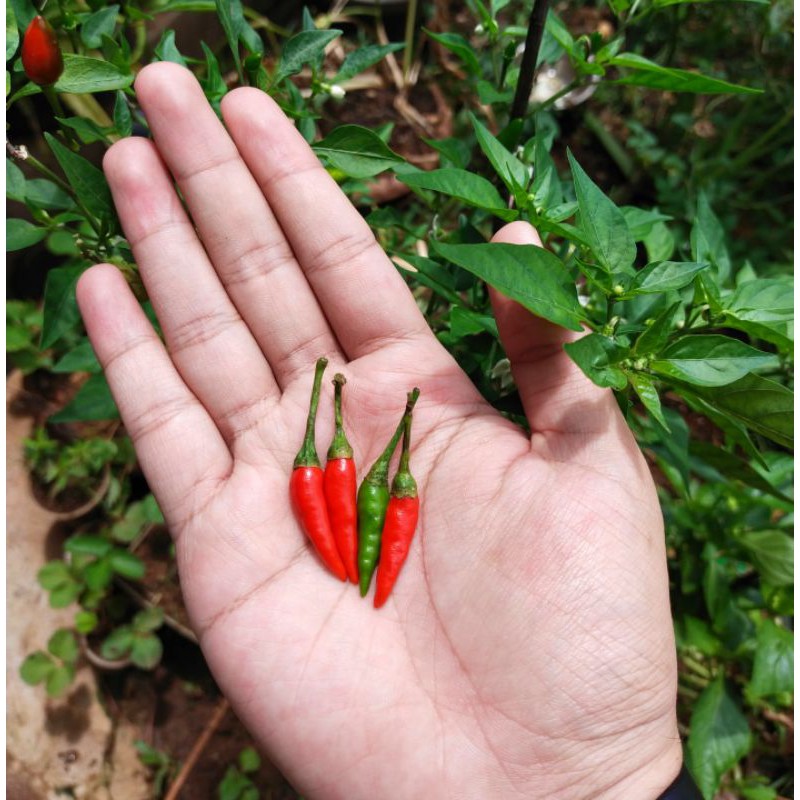 Biji Benih Cili Padi Kampung Centil Cili Api Kampung Chili Local Bird S Eye Chili Seeds è¾£æ¤'ç§å­ Shopee Malaysia