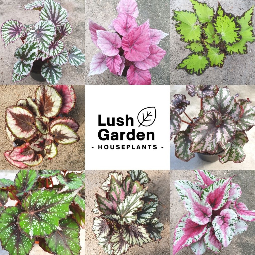 Rex Begonia Asam Batu Part 1 秋海棠 120mm Pot Live Plant Pokok Hiasan Lush Garden Shopee Malaysia