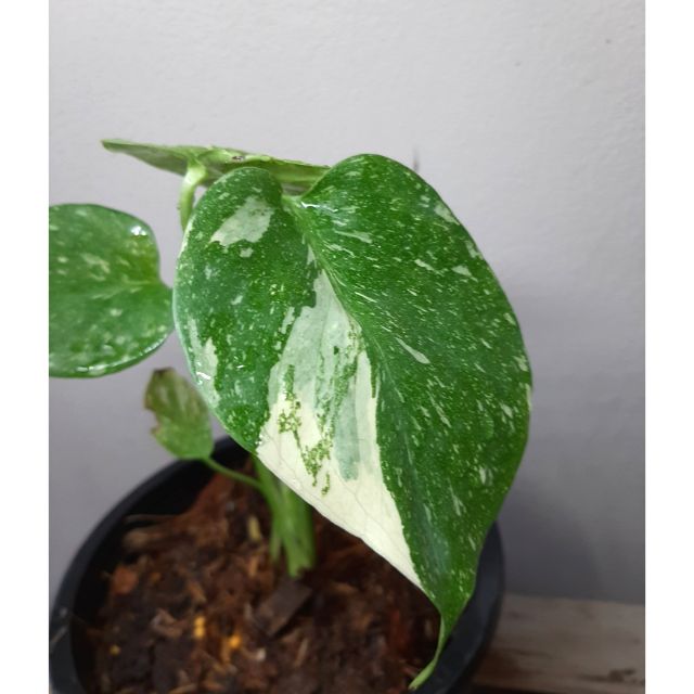 Monstera Thai Constellation Ready Stock Shopee Malaysia