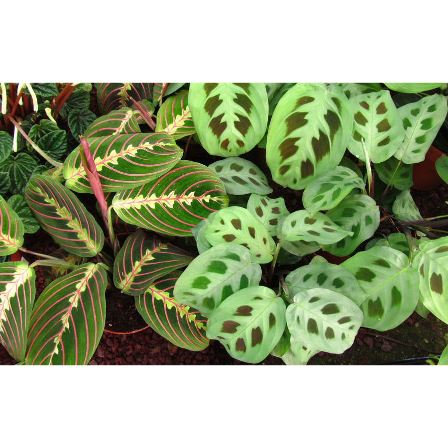 Indoor Plant Maranta Prayer Plant Series 竹芋祈祷植物系列 Shopee Malaysia