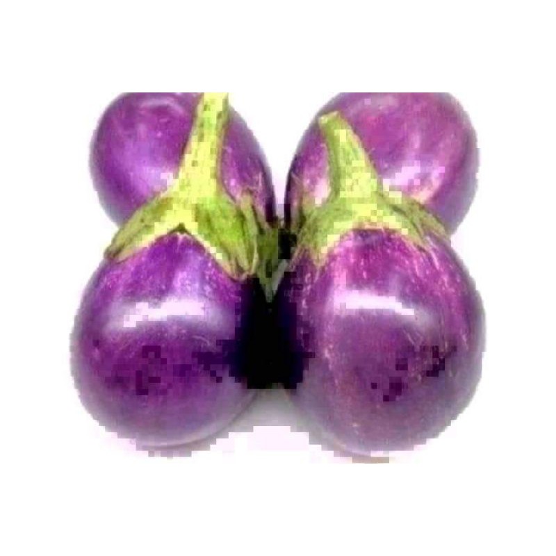 Biji purple buah Rangkuman Struktur