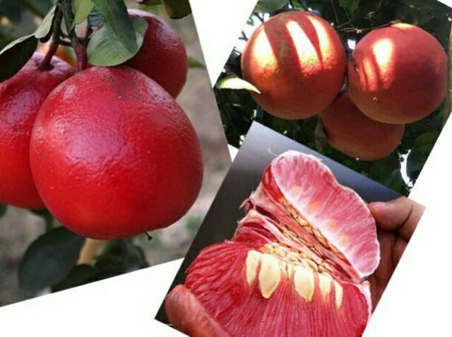 Anak Pokok Limau Bali Merah Vietnam 100 Hybrid Pokok Limau Bali Buah Merah Rare