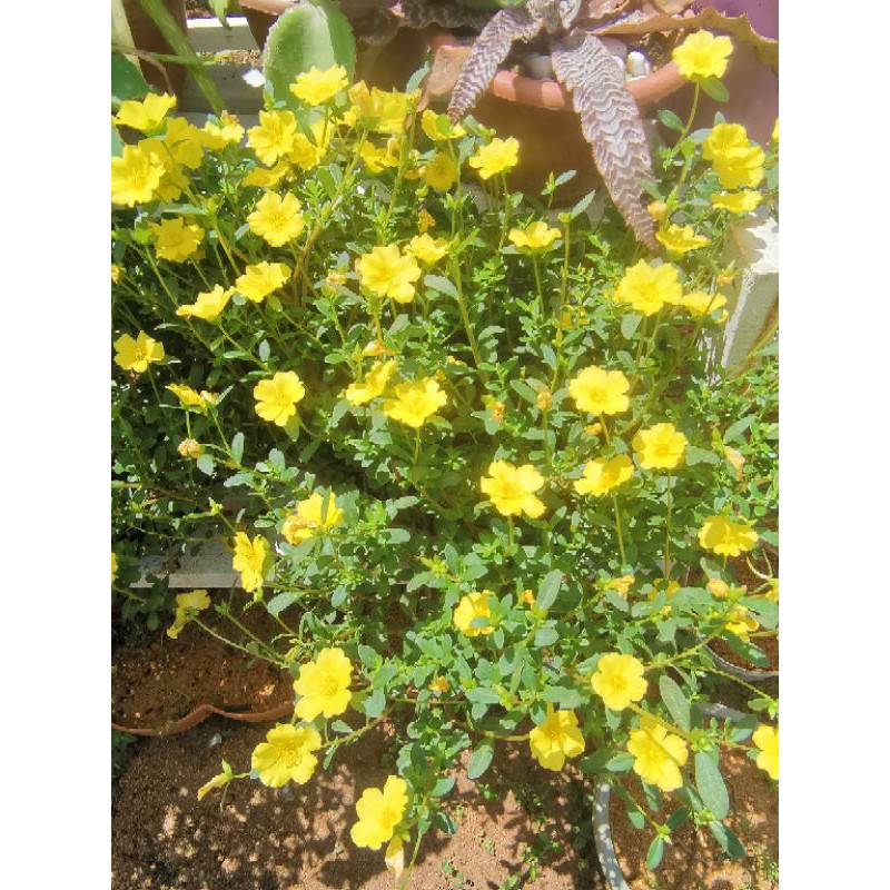 Rose Jepun bungs Kuning,Inggeris-Portulaca grandiflora, bunga 