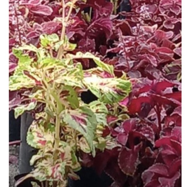 1 polibag anak pokok ati ati merah red wizard plant | Shopee Malaysia