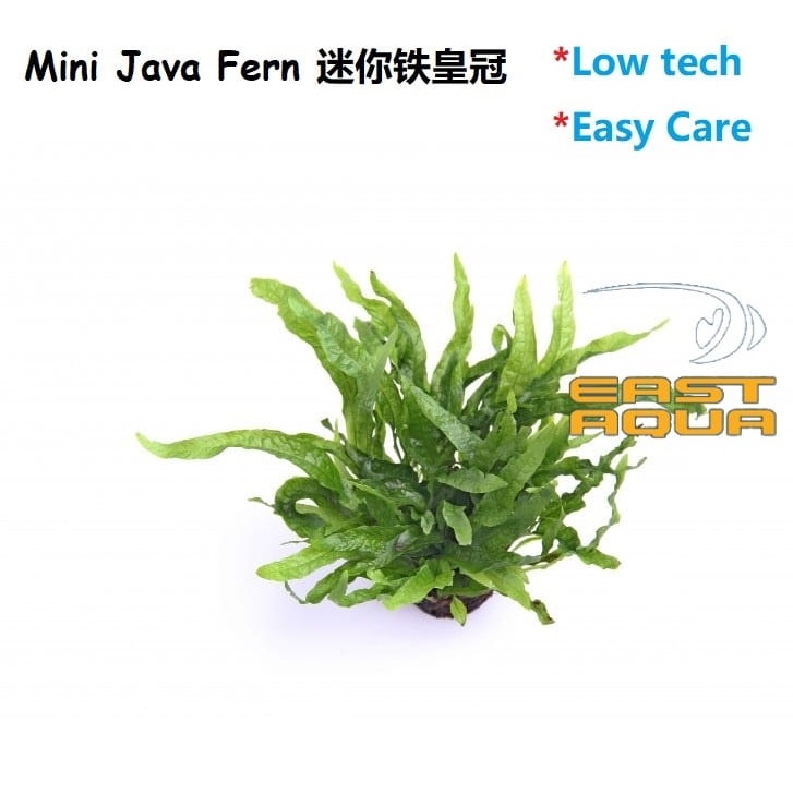 Aquarium Wooden Plant Water Plant Microsorium Pteropus Mini Java Fern ...