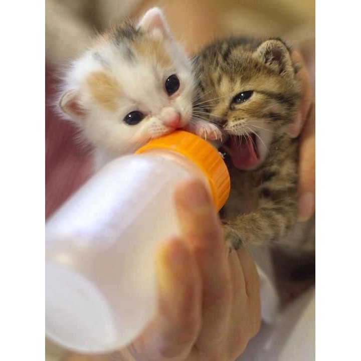 50cc Milk Nursing Feeding Bottle for Small Animal Pet Cat Kitten Dog Puppy | Botol Susu Anak Kucing Anjing