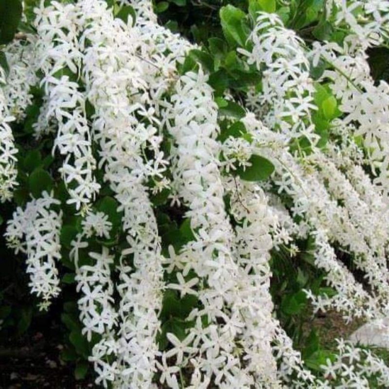 Buy Pokok Bunga Sandpaper White Bunga Putih Seetracker Malaysia