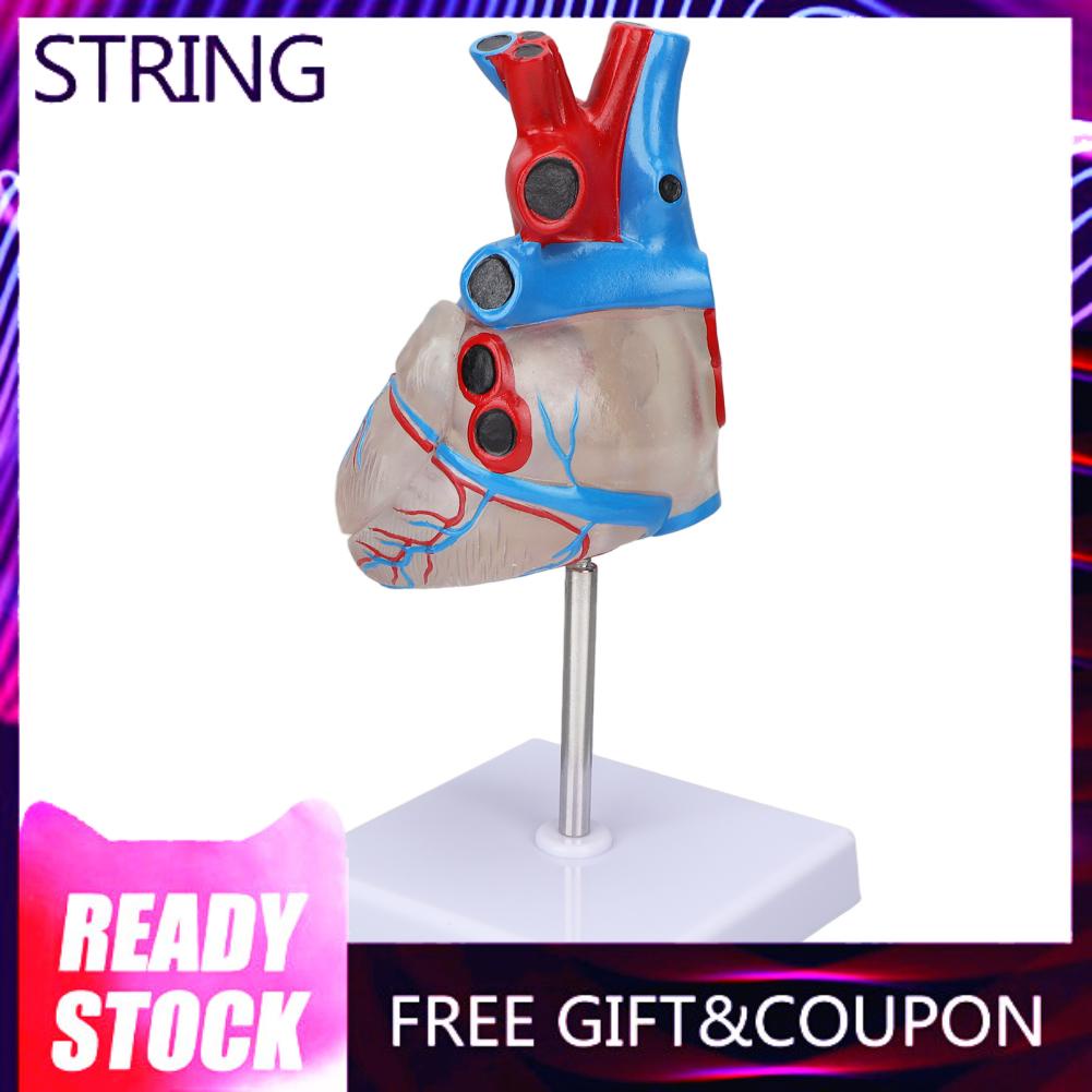 Stringlight 11 Human Heart Anatomy Model Medical Circulation System of