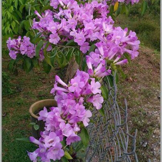 pokok bunga menjalar  garlic vine Shopee Malaysia