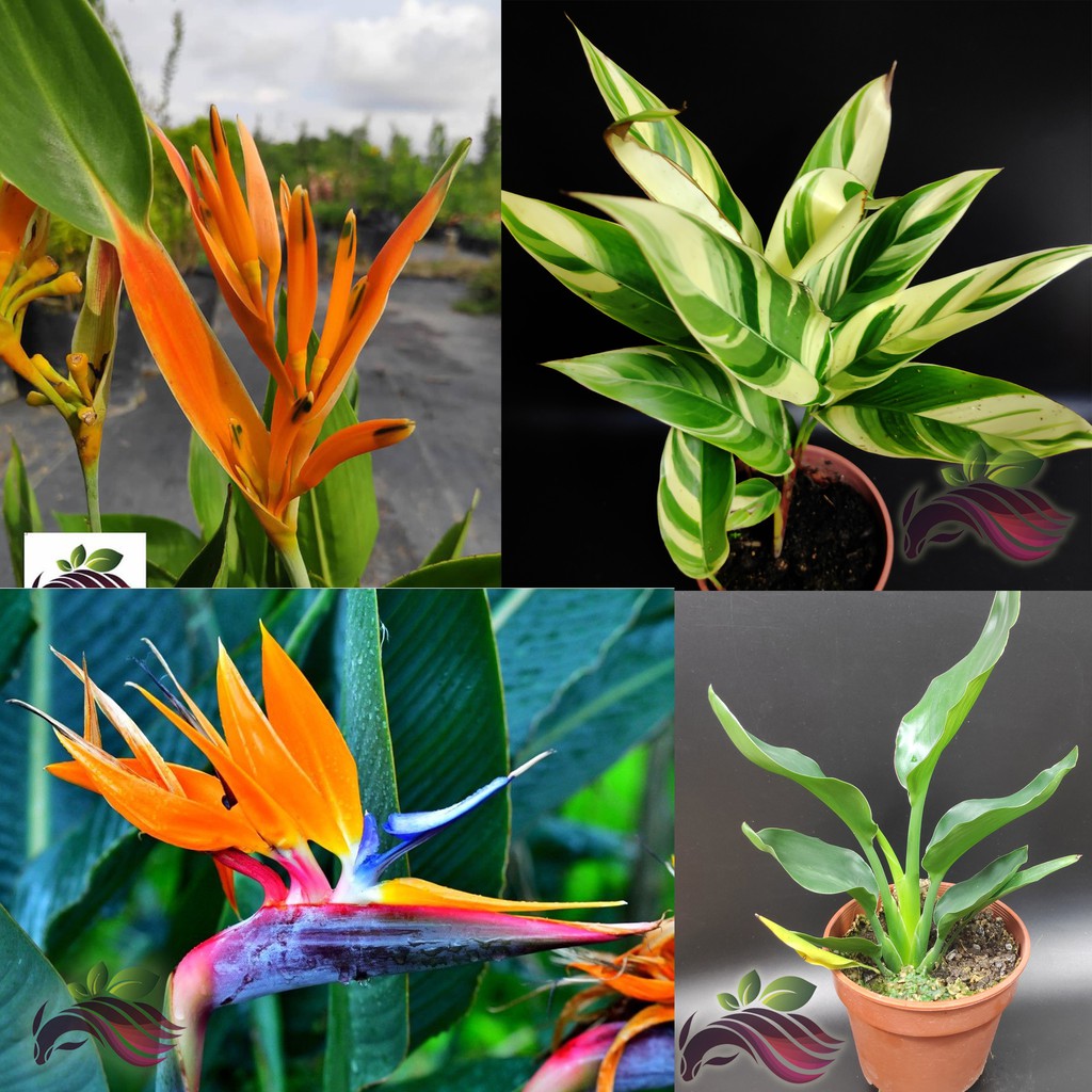 Flower Heliconia Bird Of Paradise Heliconia Variegated Leaf Pokok Sepit Udang Psittacorum 天堂鸟landscape By Ls Group Shopee Malaysia