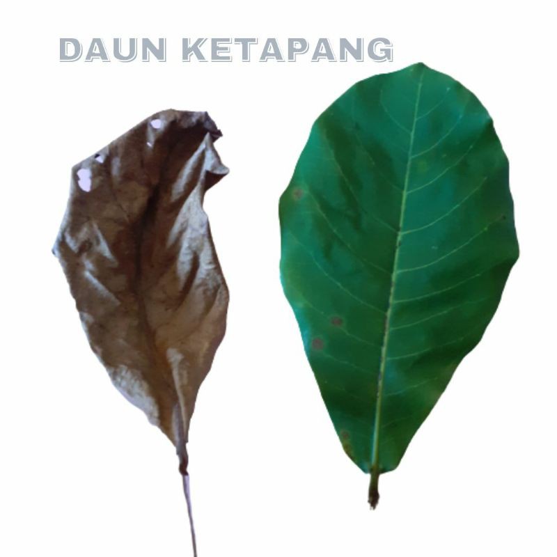 Daun Ketapang Kering Dan Segar Shopee Malaysia